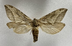 Sthenopis argenteomaculatus