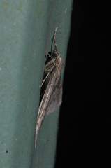 Operophtera fagata