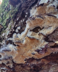 Radulomyces copelandii