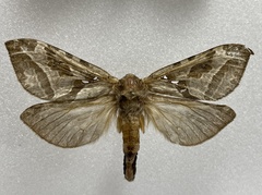 Sthenopis argenteomaculatus