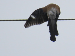 Dendrocitta formosae
