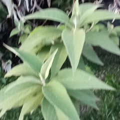 Austroeupatorium inulifolium