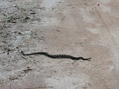 Bothrops jararaca