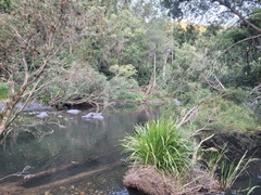 Lomandra hystrix