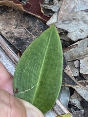 Cryptostylis leptochila