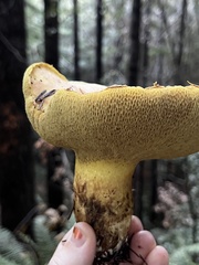 Suillus caerulescens