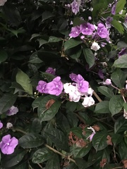 Brunfelsia pauciflora