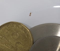 Monomorium pharaonis