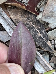 Cryptostylis leptochila