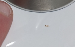 Monomorium pharaonis