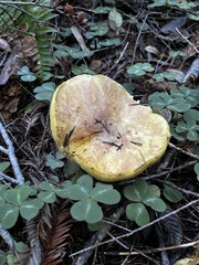 Suillus caerulescens
