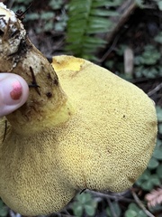 Suillus caerulescens