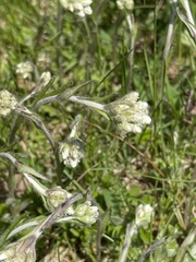 Antennaria howellii