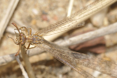 Macronemurus appendiculatus