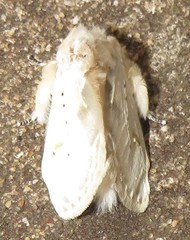 Naroma varipes