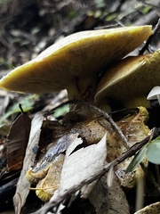 Suillus caerulescens