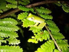 Espadarana prosoblepon