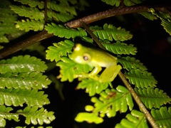 Espadarana prosoblepon