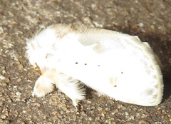 Naroma varipes