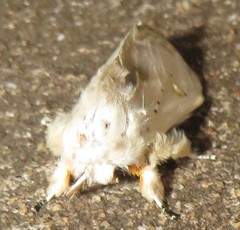 Naroma varipes