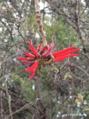 Erythrina americana