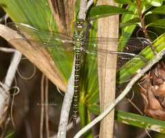 Coryphaeschna ingens
