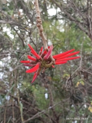 Erythrina americana
