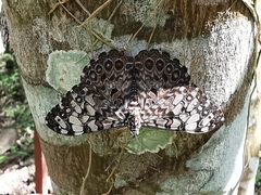 Hamadryas feronia farinulenta