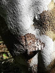 Hamadryas feronia farinulenta