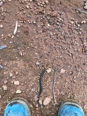 Ethmostigmus rubripes