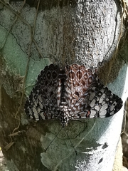Hamadryas feronia farinulenta