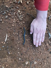 Ethmostigmus rubripes