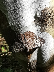 Hamadryas feronia farinulenta