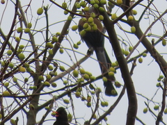 Dendrocitta formosae formosae