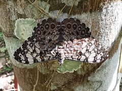 Hamadryas feronia farinulenta