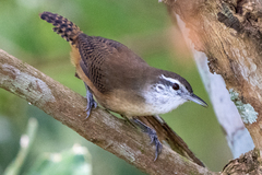 Cantorchilus leucotis