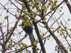 Dendrocitta formosae formosae