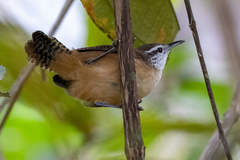 Cantorchilus leucotis
