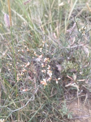 Eriogonum effusum