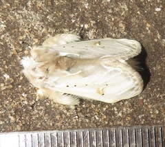 Naroma varipes