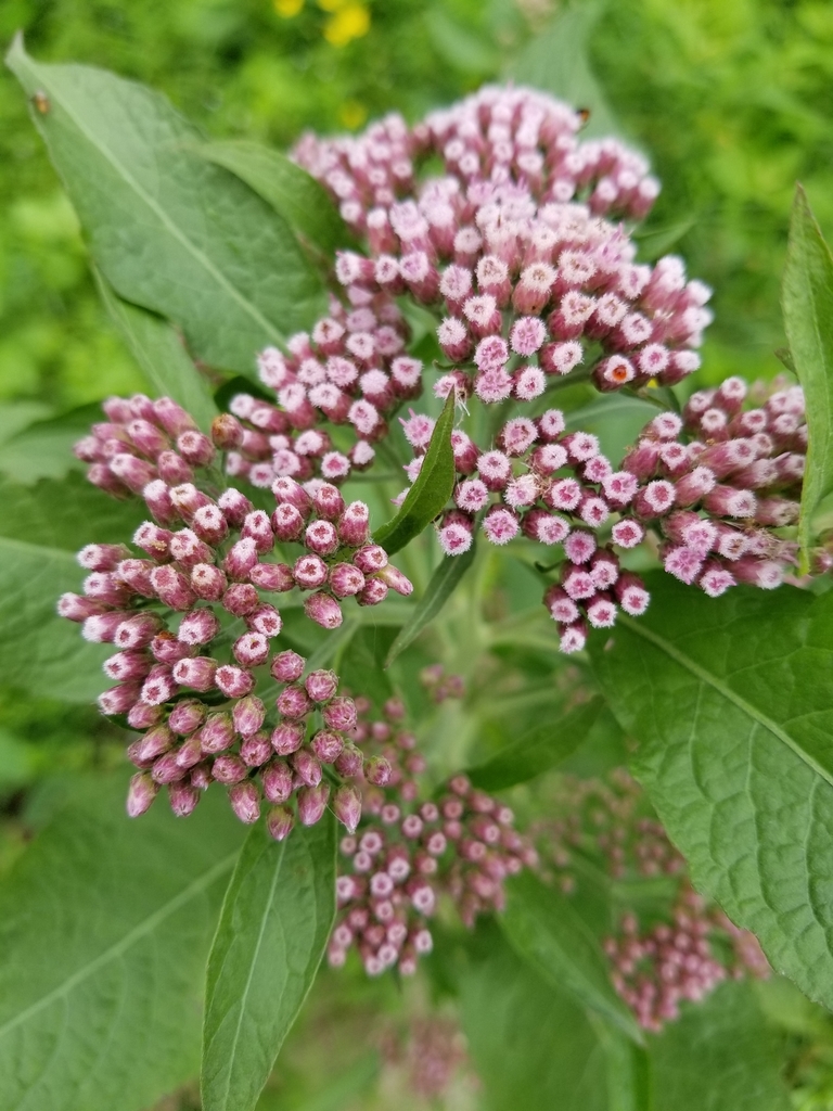 Camphor-weed