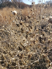 Centaurea solstitialis