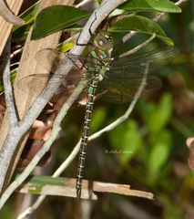 Coryphaeschna ingens