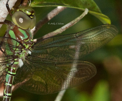 Coryphaeschna ingens