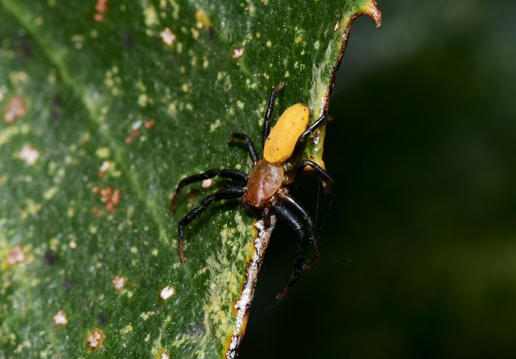 Crab Spiders from Landsborough QLD 4550, Australia on November 26, 2022