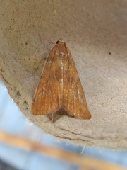Elophila gyralis