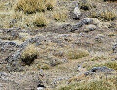 Thinocorus rumicivorus