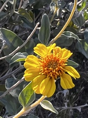 Encelia farinosa