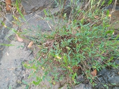 Galphimia angustifolia