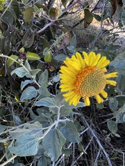 Encelia actoni